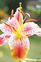 head of flower pink tiger lily close up photo