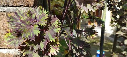 Coleus is a genus of herbaceous or perennial shrubs, sometimes succulent, sometimes with a fleshy or tuberous rootstock. photo