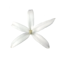 flor branca transparente