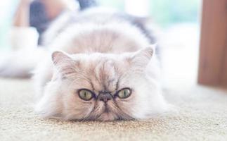 Closed up grey and white cat with big eye lie on the table or floor photo