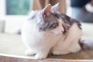 Closed up grey and white cat sit on the table or floor photo