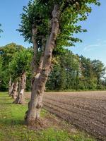 forest and castle in  westphalia photo