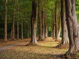 forest and castle in  westphalia photo