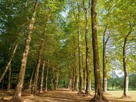 forest and castle in  westphalia photo