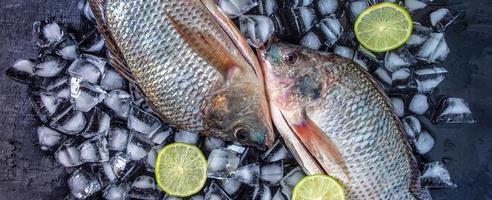 The top view of fresh tilapia is placed on ice cubes to keep it fresh for cooking photo