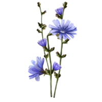 bunch of chicory plant with flowers, medical herb illustration png