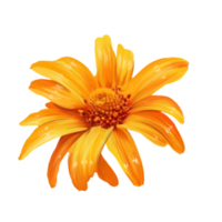 gerbera flower illustration png