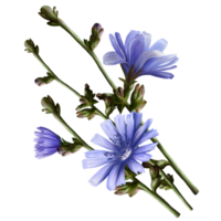 bunch of branches of chicory plant, botanical illustration png