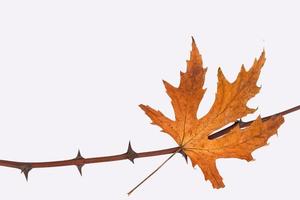 Dry autumn maple leaf on a branch with thorns. Isolated on white background. photo