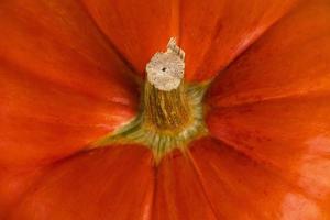 Orange pumpkin close-up, pattern and texture of the peel with the stalk. Background photo