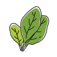 ilustración de contorno vegetal de espinacas png