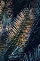 palm tree leaves background photo