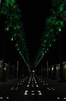 palm trees at night, rhythm photography, Izmir sevgi yolu, sevgi yolu, izmir sevgi yolu, love street, love street in izmir photo