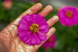 una hermosa flor de zinnia en la mano de un hombre sucio foto