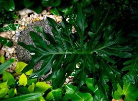 Closeup green leaf  nature background,tropical garden abstract,concept of ecology spa and environmental conservation. photo
