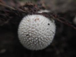 Mushroom grew on the ground and grass photo