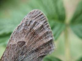 Night butterfly moth on a green leaf photo