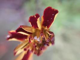 coloridas flores de otoño en el jardín de otoño foto