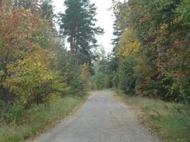 Autumn road in the forest after the last rain photo