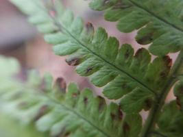 hojas de plantas coloridas después de la lluvia foto