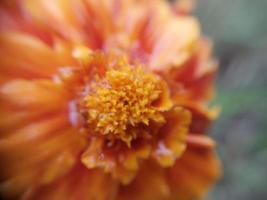 Colorful autumn flowers in the autumn garden photo