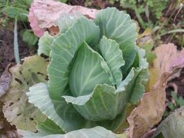 repollo verde cultivado en el jardín foto