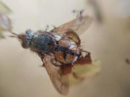 A fly crawls over plants in the garden photo