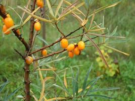 Sea buckthorn tree ripened in autumn in the garden photo