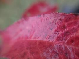 hojas de plantas coloridas después de la lluvia foto