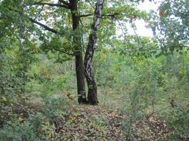 A birch grew near the enemy in the forest photo