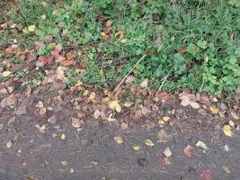 Opal autumn foliage and lies on the ground photo