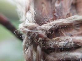 cuerda tejida colgando de un árbol foto