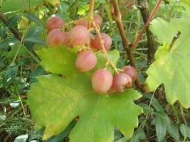 Hanging ripe grapes on a bush photo