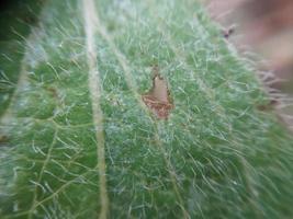 hojas de plantas coloridas después de la lluvia foto