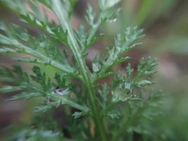 rocío de la mañana de otoño caído sobre las hojas de las plantas foto