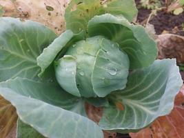 repollo verde cultivado en el jardín foto