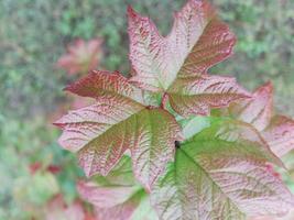 hojas de plantas coloridas después de la lluvia foto