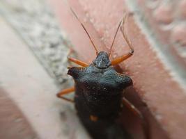 Beetle crawling on concrete tiles photo