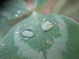 Fallen autumn morning dew on the leaves of plants photo