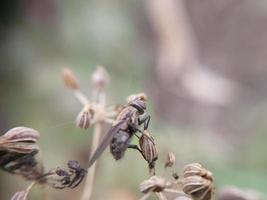 A fly crawls over plants in the garden photo