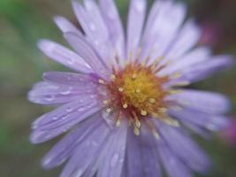 Colorful autumn flowers in the autumn garden photo