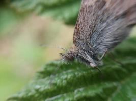 Night butterfly moth on a green leaf photo