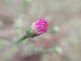 Colorful autumn flowers in the autumn garden photo