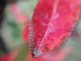 hojas de plantas coloridas después de la lluvia foto