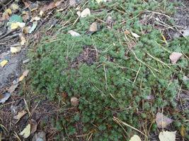 Opal autumn foliage and lies on the ground photo