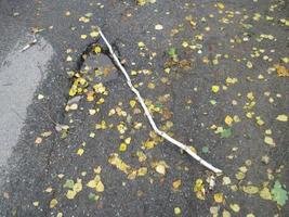 Opal autumn foliage and lies on the ground photo