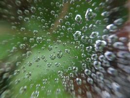 Dew drops lie on a cobweb photo