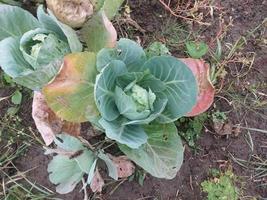 Green cabbage grown in the garden photo