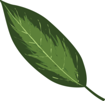 botanical green leaf png