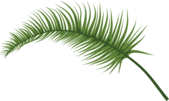 feuille verte botanique png